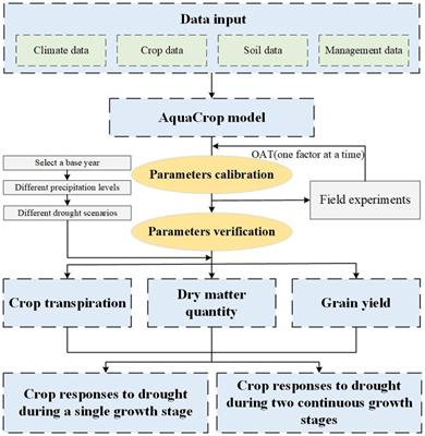 Accumulative and adaptive responses of maize transpiration, biomass, and yield under continuous drought stress